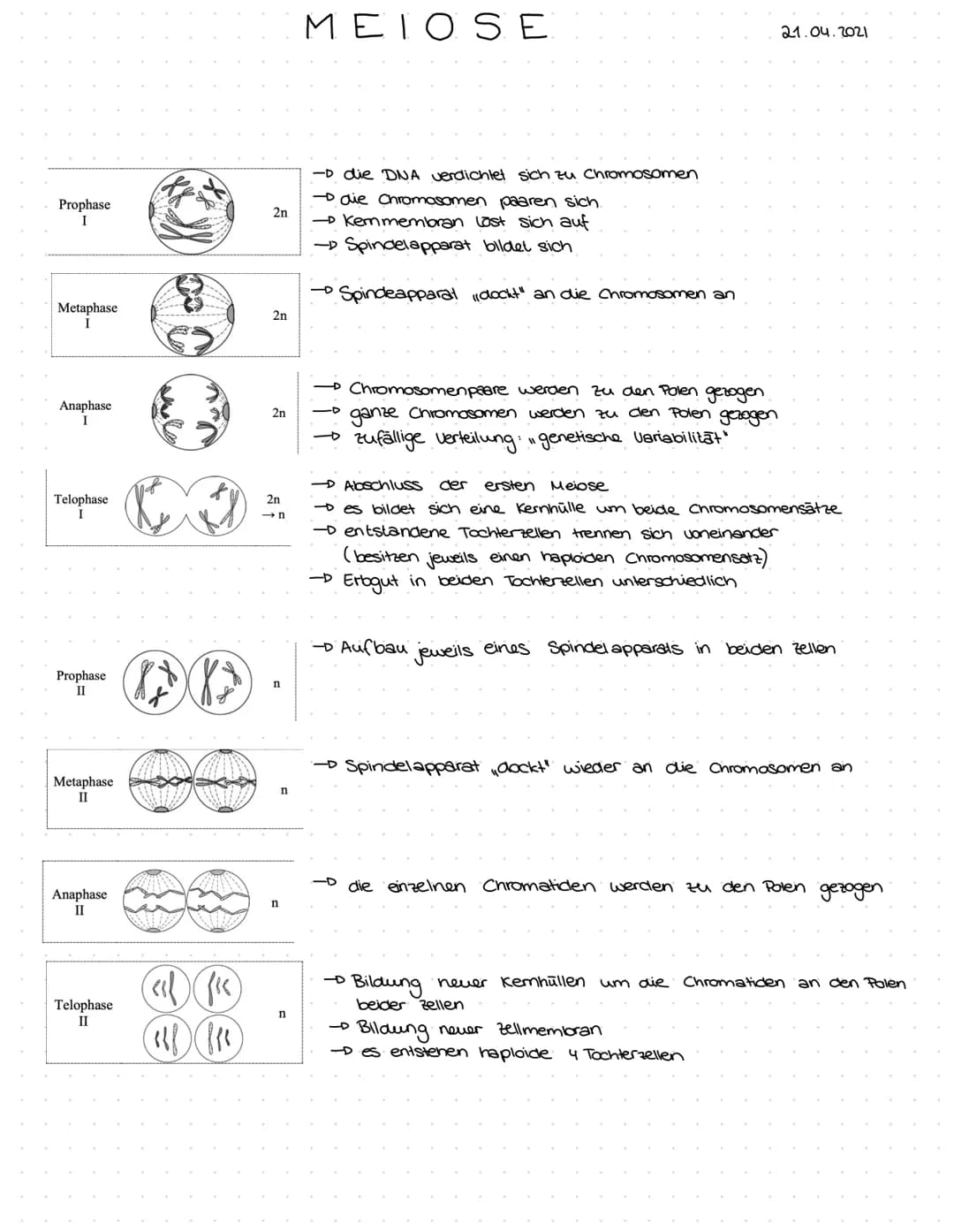 Prophase
I
Metaphase
I
Anaphase
Telophase
Prophase
II
Metaphase
II
Anaphase
II
Telophase
II
Bi
($X$
2n
2n
2n
2n
→n
n
n
n
n
MEIOSE
-D die DNA