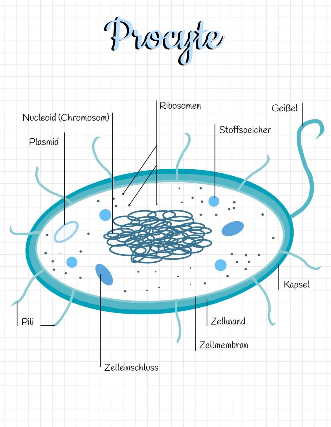 Kompartimentierung = Zellkompartierung
Die Kompartimentierungsregel nach E.Schnepf besagt, dass alle
membranumgrenzten Reaktionsräume in euk