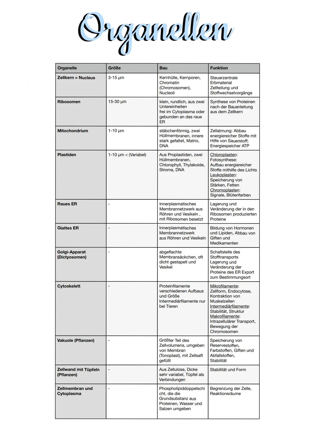 Kompartimentierung = Zellkompartierung
Die Kompartimentierungsregel nach E.Schnepf besagt, dass alle
membranumgrenzten Reaktionsräume in euk