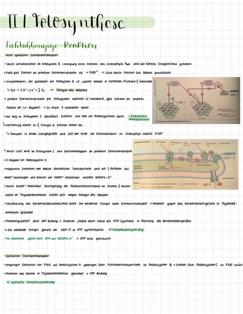 II/ Telesynthese
Lichtabhängige Reaktion
•nicht zyklischer Elektronentransport:
+ durch Lichtabsorption im Fotosystem II Anregung eines Elek