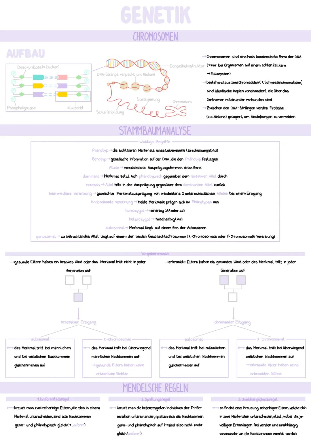 AUFBAU
Desoxyribose (= Zucker)
Phosphatgruppe
===
Nukleotid
GENETIK
CHROMOSOMEN
DNA-Stränge verpackt, um Histone
Schleifenbildung
rezessiver