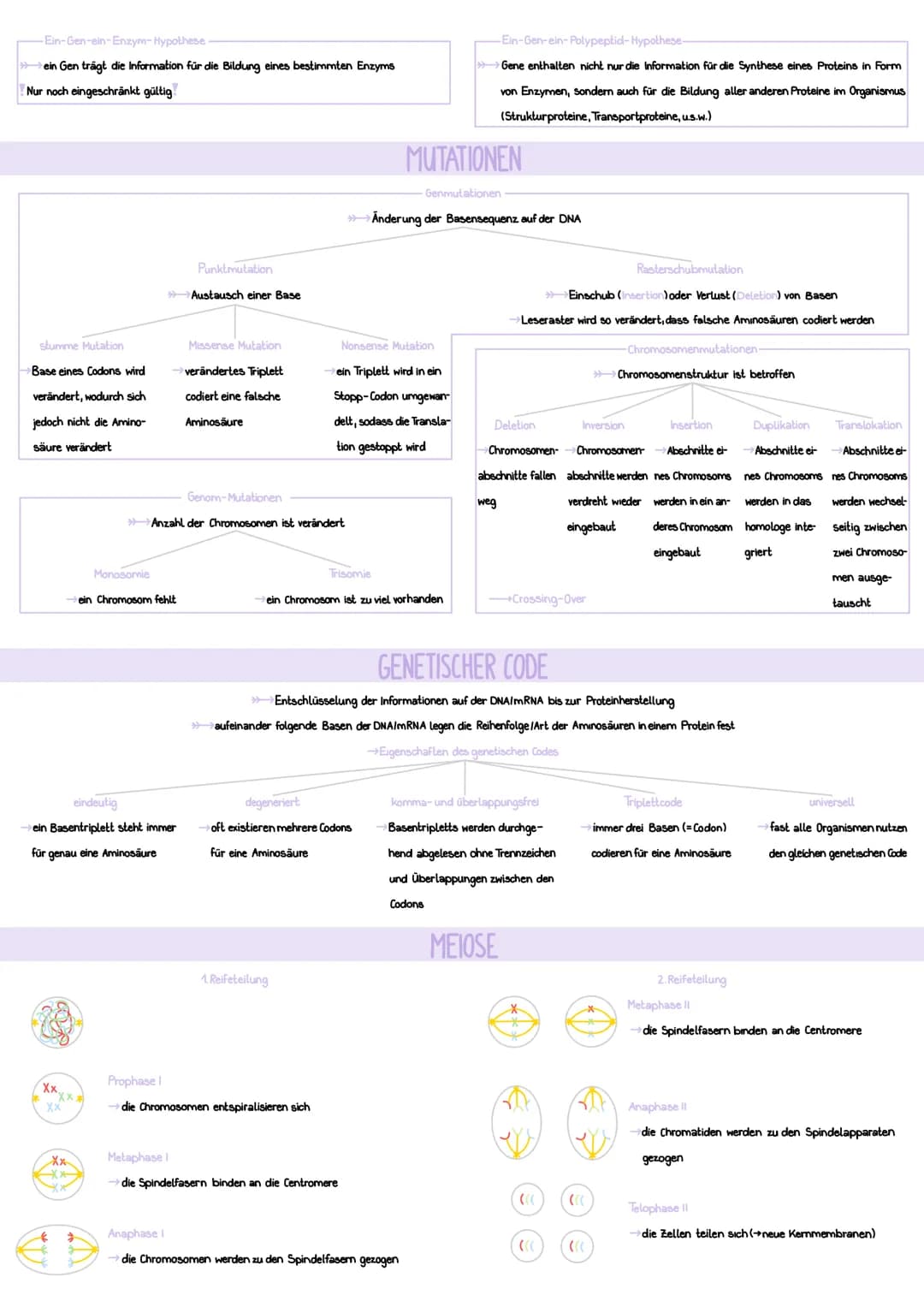 AUFBAU
Desoxyribose (= Zucker)
Phosphatgruppe
===
Nukleotid
GENETIK
CHROMOSOMEN
DNA-Stränge verpackt, um Histone
Schleifenbildung
rezessiver