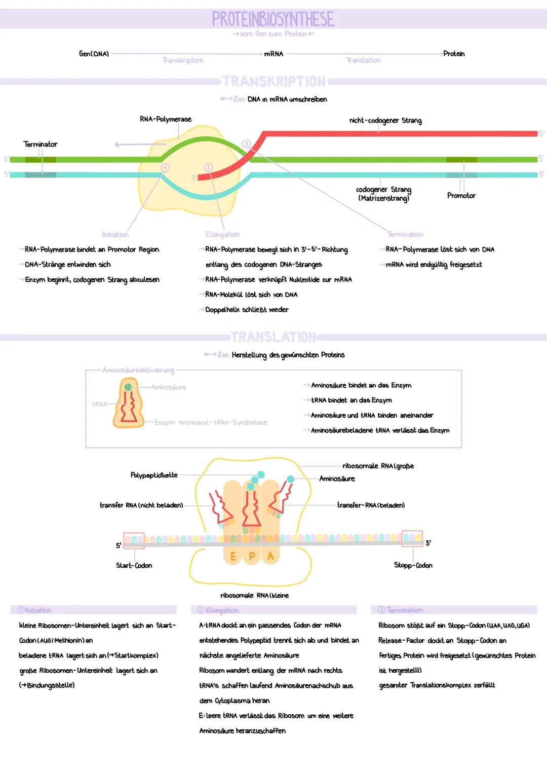 AUFBAU
Desoxyribose (= Zucker)
Phosphatgruppe
===
Nukleotid
GENETIK
CHROMOSOMEN
DNA-Stränge verpackt, um Histone
Schleifenbildung
rezessiver