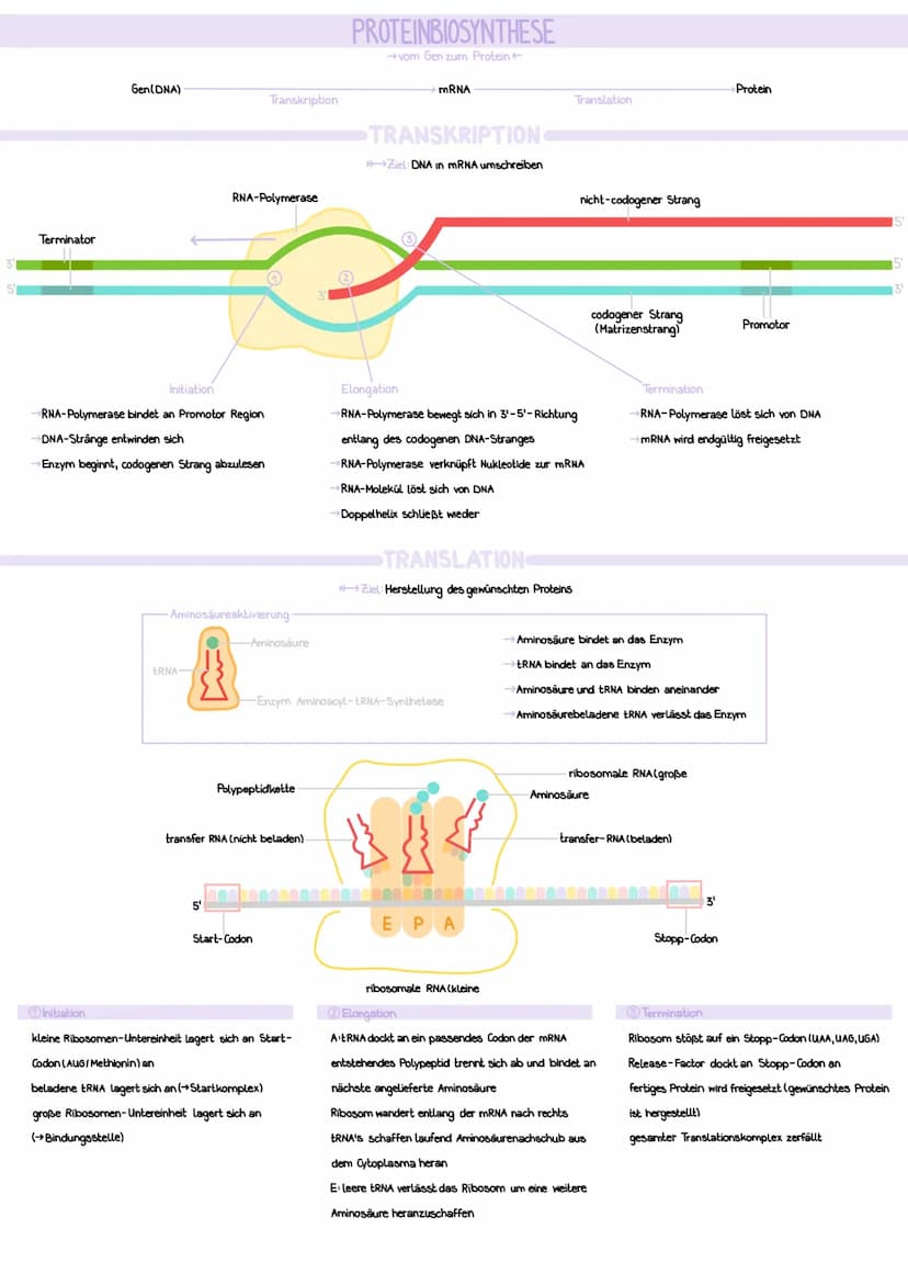 AUFBAU
Desoxyribose (= Zucker)
Phosphatgruppe
===
Nukleotid
GENETIK
CHROMOSOMEN
DNA-Stränge verpackt, um Histone
Schleifenbildung
rezessiver