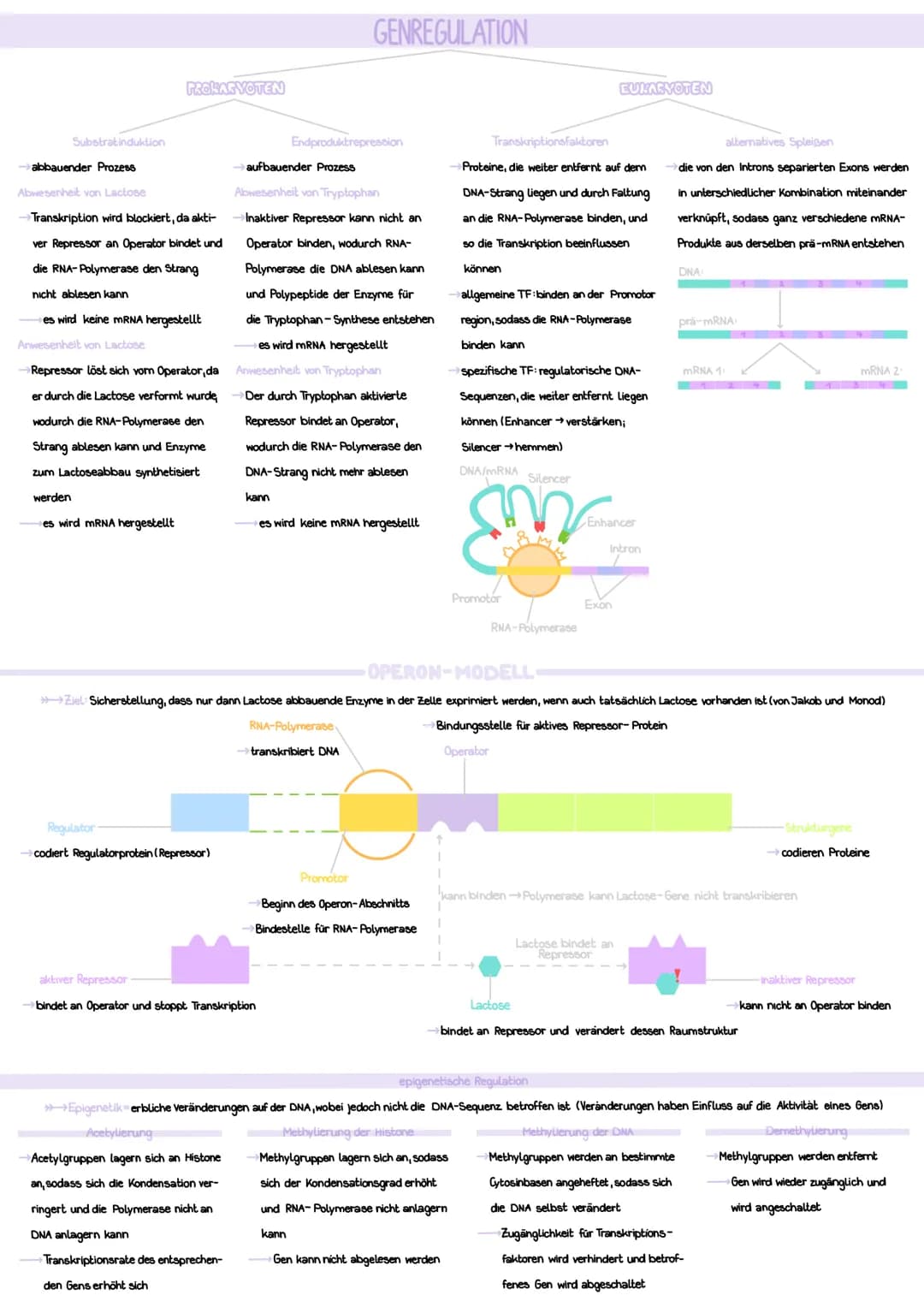 AUFBAU
Desoxyribose (= Zucker)
Phosphatgruppe
===
Nukleotid
GENETIK
CHROMOSOMEN
DNA-Stränge verpackt, um Histone
Schleifenbildung
rezessiver