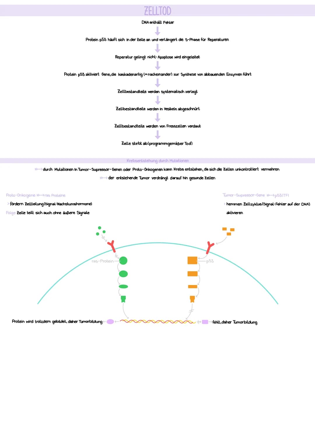 AUFBAU
Desoxyribose (= Zucker)
Phosphatgruppe
===
Nukleotid
GENETIK
CHROMOSOMEN
DNA-Stränge verpackt, um Histone
Schleifenbildung
rezessiver