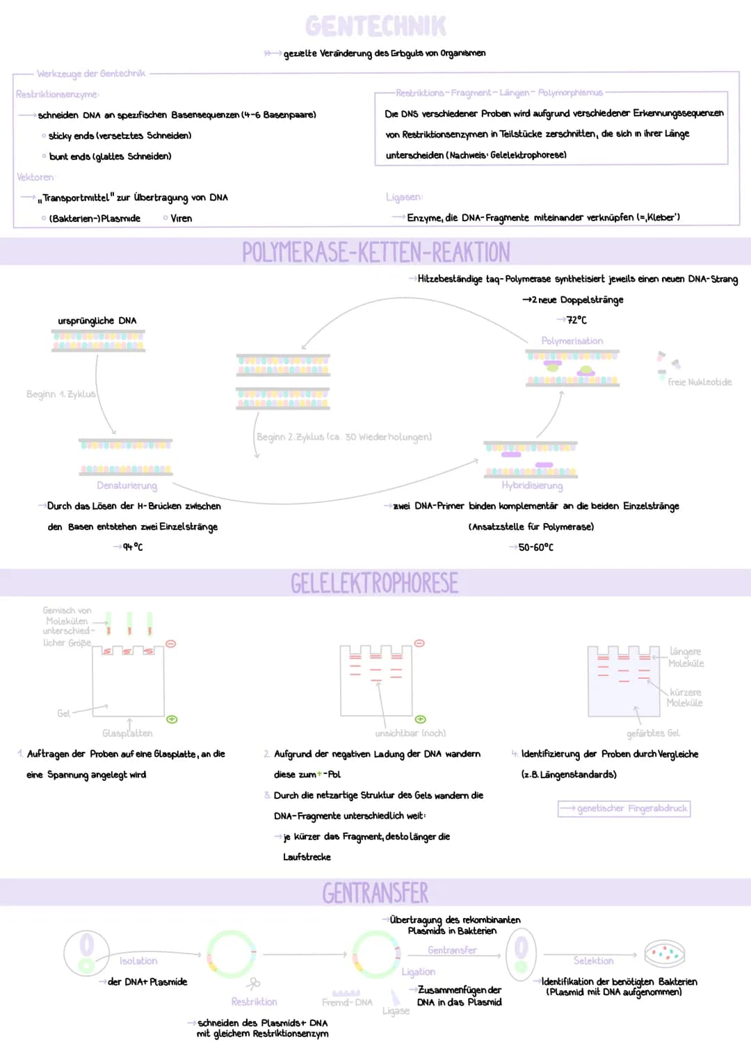 AUFBAU
Desoxyribose (= Zucker)
Phosphatgruppe
===
Nukleotid
GENETIK
CHROMOSOMEN
DNA-Stränge verpackt, um Histone
Schleifenbildung
rezessiver