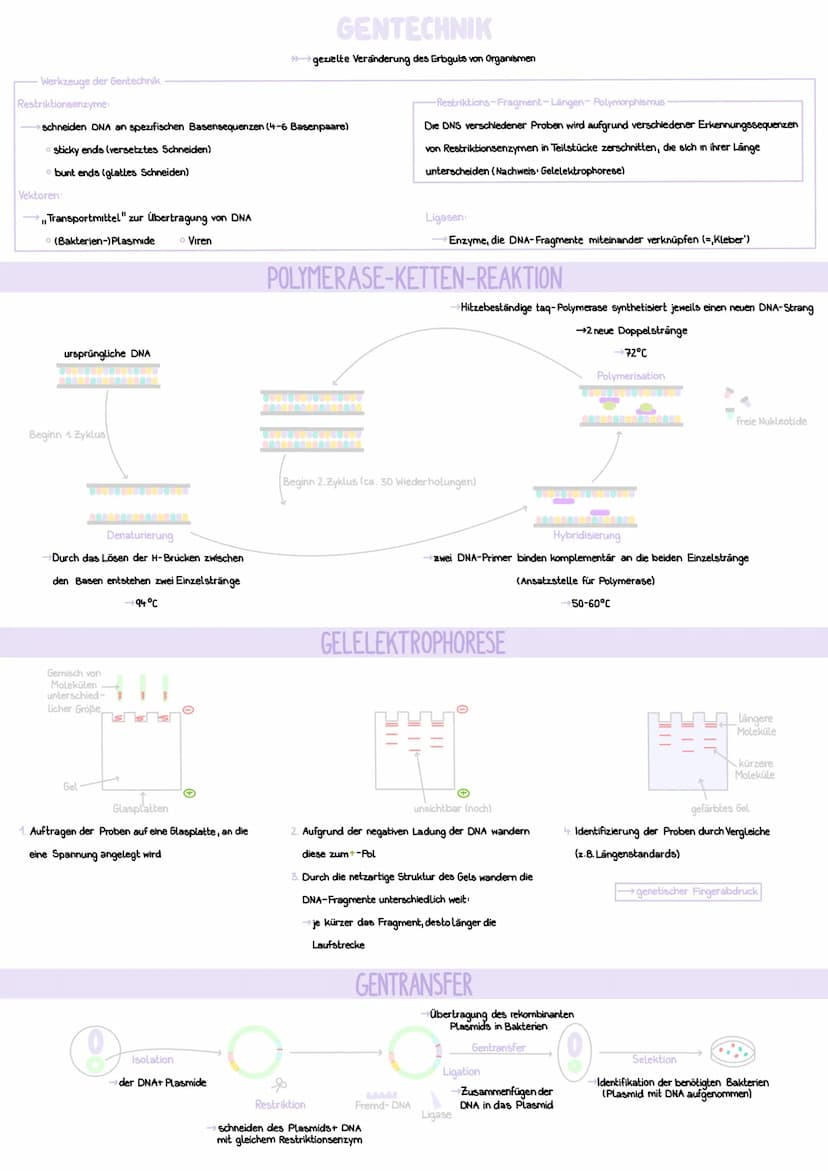 AUFBAU
Desoxyribose (= Zucker)
Phosphatgruppe
===
Nukleotid
GENETIK
CHROMOSOMEN
DNA-Stränge verpackt, um Histone
Schleifenbildung
rezessiver