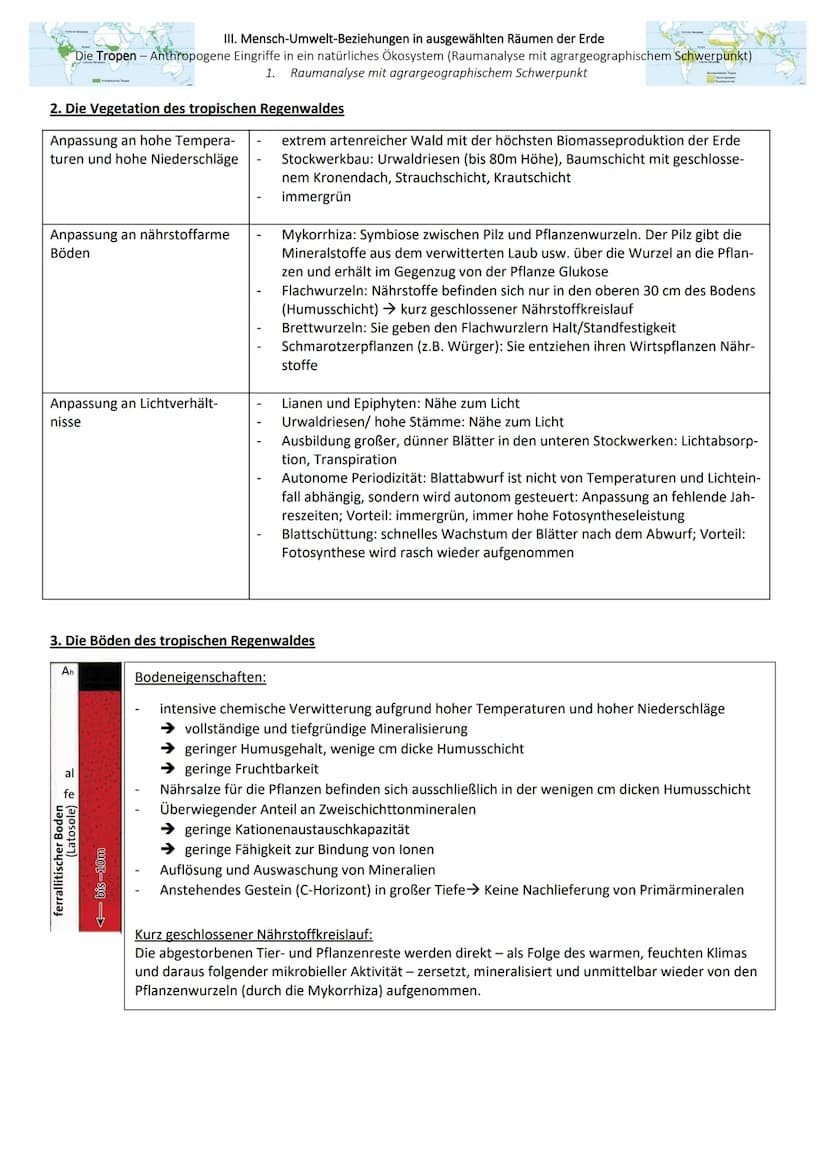 ● III. Mensch-Umwelt-Beziehungen in ausgewählten Räumen der Erde
Die Tropen - Anthropogene Eingriffe in ein natürliches Ökosystem (Raumanaly