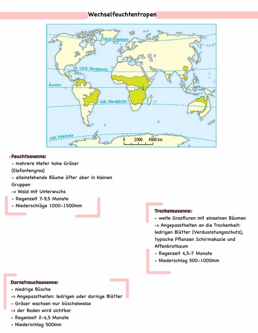 ● III. Mensch-Umwelt-Beziehungen in ausgewählten Räumen der Erde
Die Tropen - Anthropogene Eingriffe in ein natürliches Ökosystem (Raumanaly
