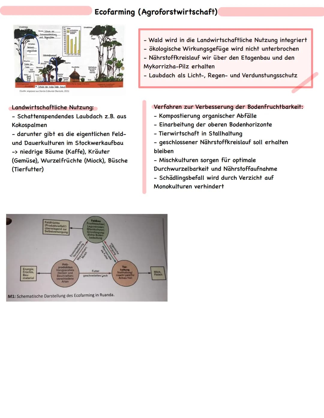 ● III. Mensch-Umwelt-Beziehungen in ausgewählten Räumen der Erde
Die Tropen - Anthropogene Eingriffe in ein natürliches Ökosystem (Raumanaly