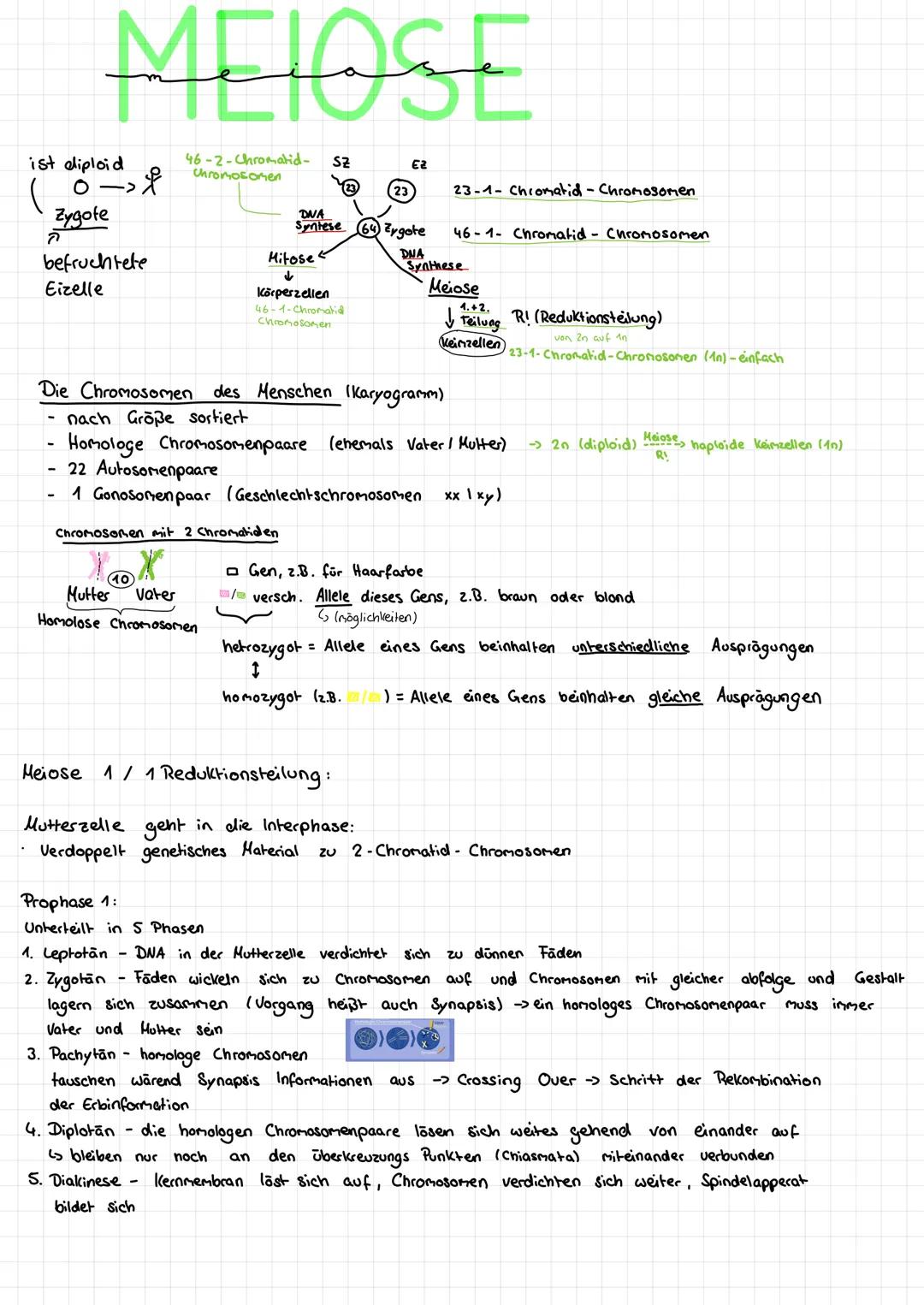 # MEIOSE

ist diploid

0-
(
Zygote
ק
46-2-Chromatid-
Chromosomen

SZ
Ez

23
23-1-Chromatid - Chromosomen

DNA
Synthese

46-1- Chromatid Chro