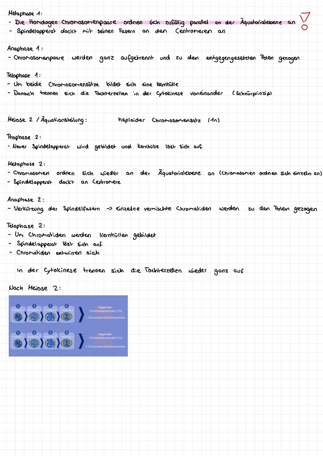# MEIOSE

ist diploid

0-
(
Zygote
ק
46-2-Chromatid-
Chromosomen

SZ
Ez

23
23-1-Chromatid - Chromosomen

DNA
Synthese

46-1- Chromatid Chro