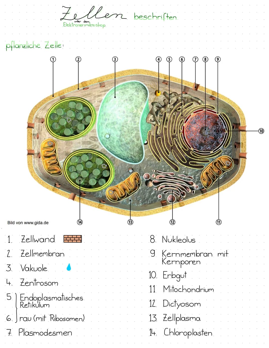 pflanzliche Zelle:
www
Zellen beschriften
unter dem,
Elektronenmikroskop.
Bild von www.gida.de
(14)
1. Zellwand
2 Zellmembran
3. Vakuole
4. 