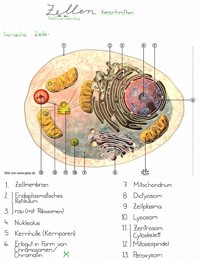 pflanzliche Zelle:
www
Zellen beschriften
unter dem,
Elektronenmikroskop.
Bild von www.gida.de
(14)
1. Zellwand
2 Zellmembran
3. Vakuole
4. 