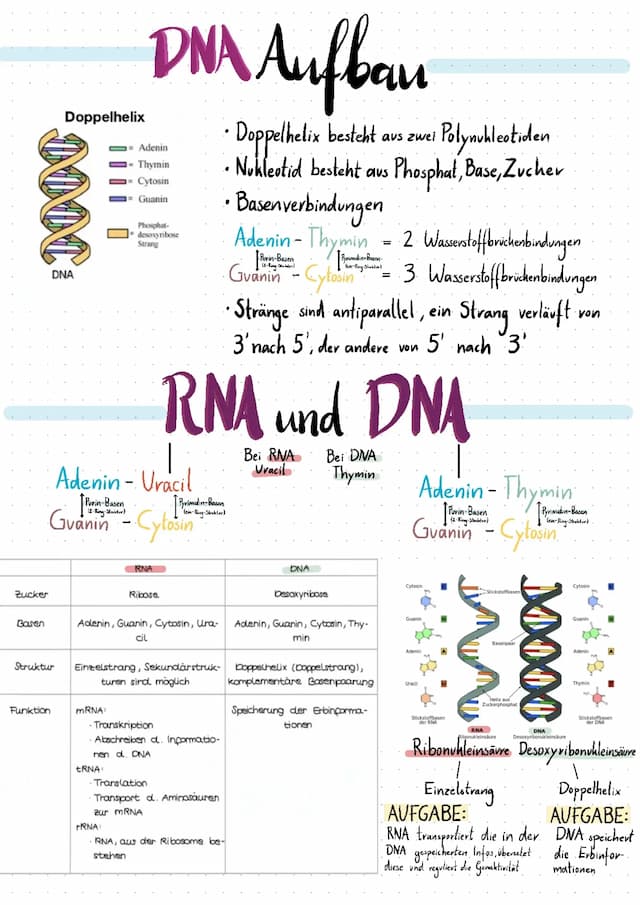 Know DNA und RNA thumbnail