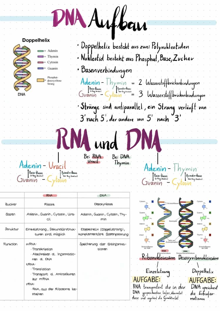 Know DNA und RNA thumbnail