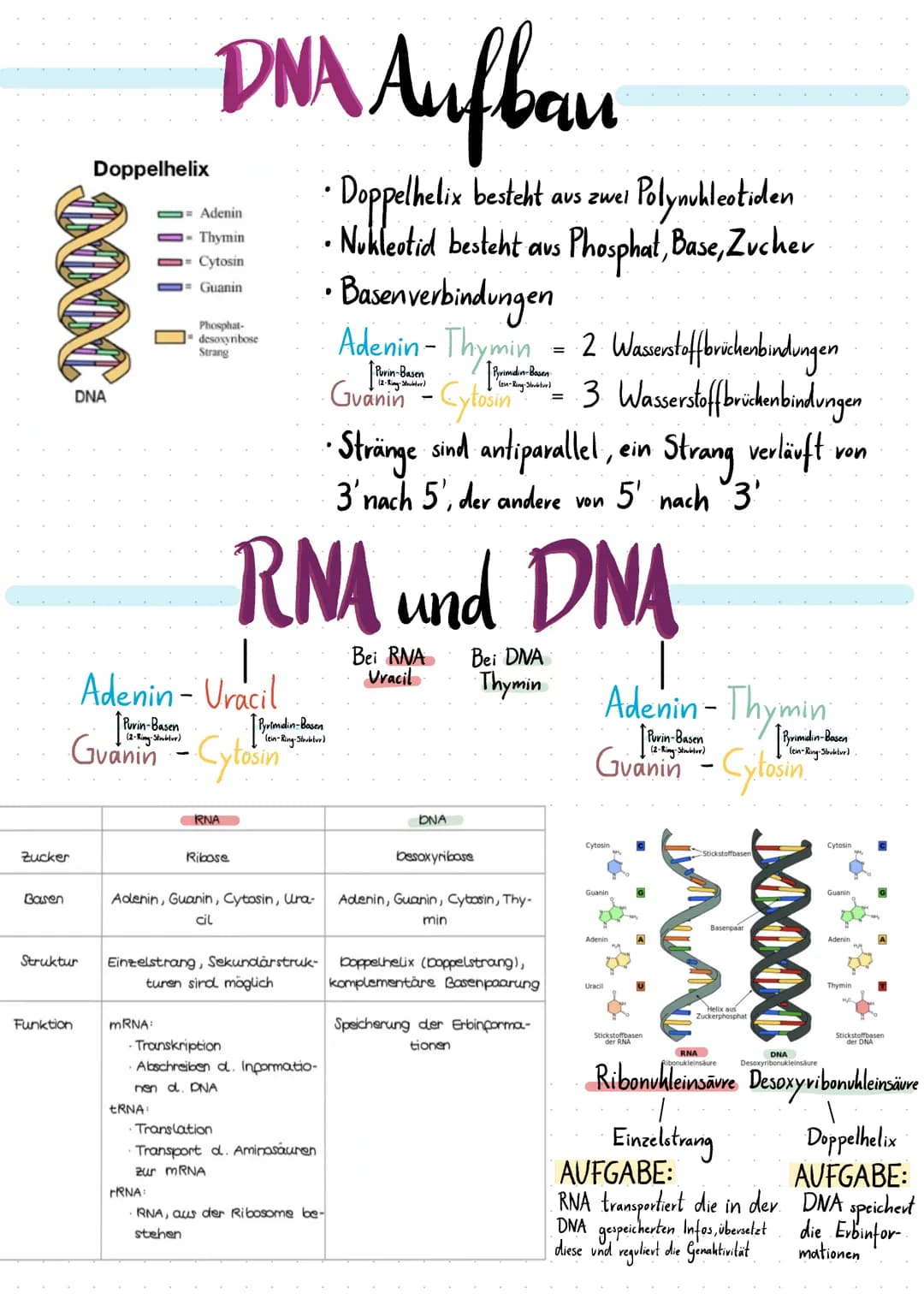 NNN
Zucker
Basen
Doppelhelix
DNA
Struktur
Funktion
Purin-Basen
(2-Ring-Struktur)
Adenin - Uracil
[Puvin-
Guanin - Cytosin
DNA Aufbau
mRNA:
-
