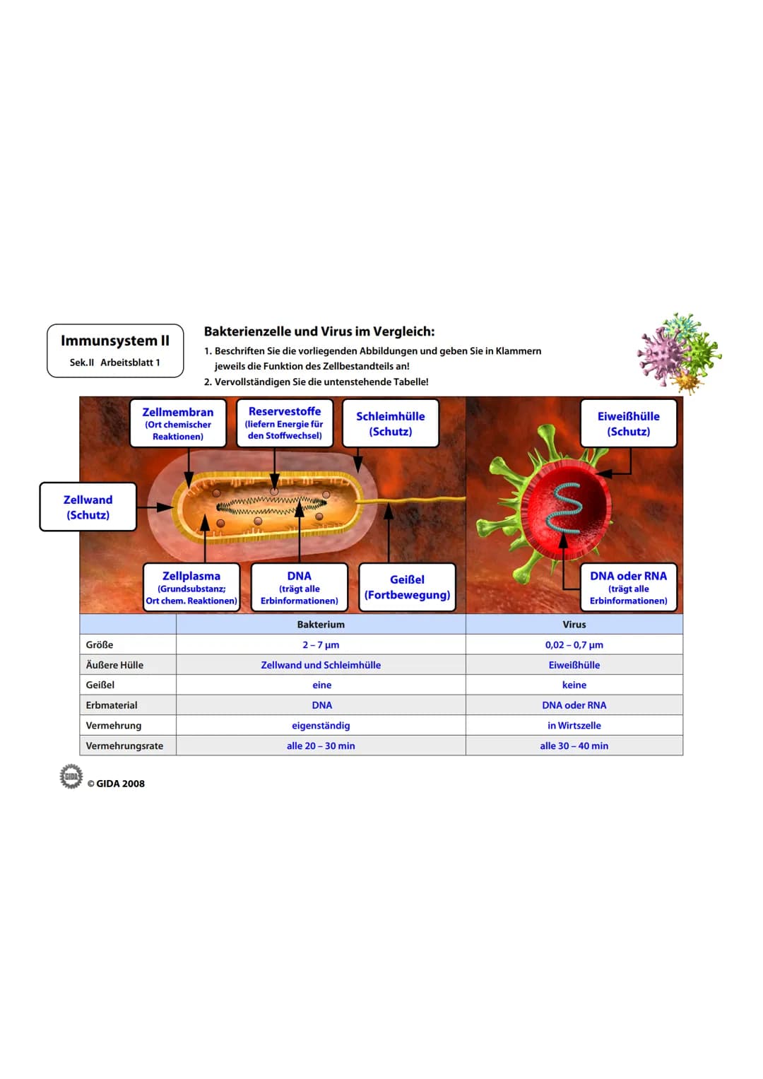 Immunsystem II
Sek.II Arbeitsblatt 1
Zellwand
(Schutz)
EGIDA
Zellmembran
(Ort chemischer
Reaktionen)
Größe
Äußere Hülle
Geißel
Bakterienzell