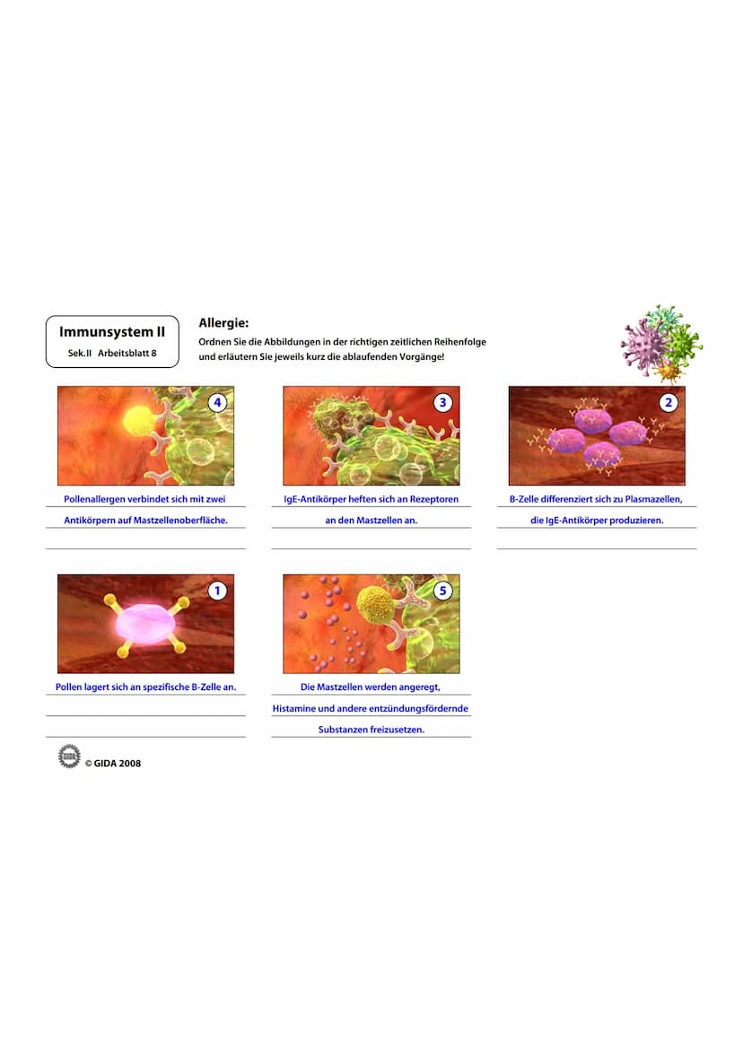 Immunsystem II
Sek.II Arbeitsblatt 1
Zellwand
(Schutz)
EGIDA
Zellmembran
(Ort chemischer
Reaktionen)
Größe
Äußere Hülle
Geißel
Bakterienzell