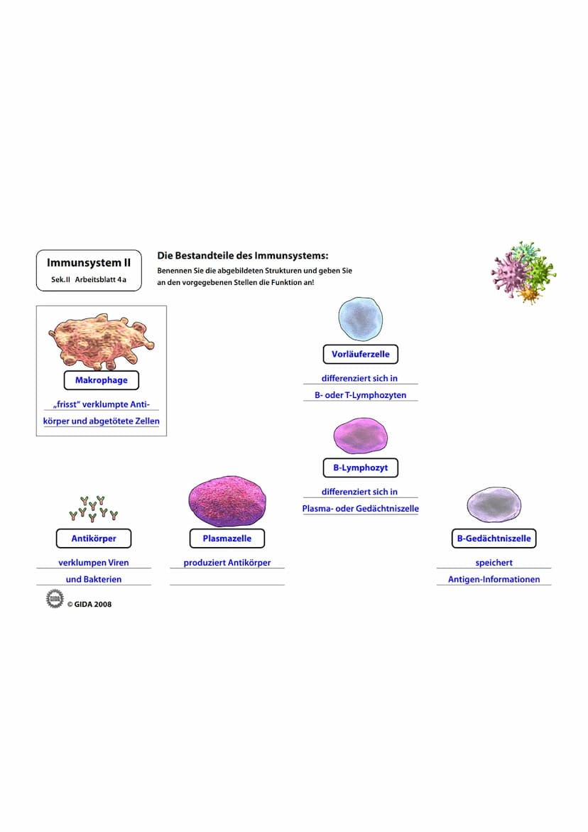 Immunsystem II
Sek.II Arbeitsblatt 1
Zellwand
(Schutz)
EGIDA
Zellmembran
(Ort chemischer
Reaktionen)
Größe
Äußere Hülle
Geißel
Bakterienzell