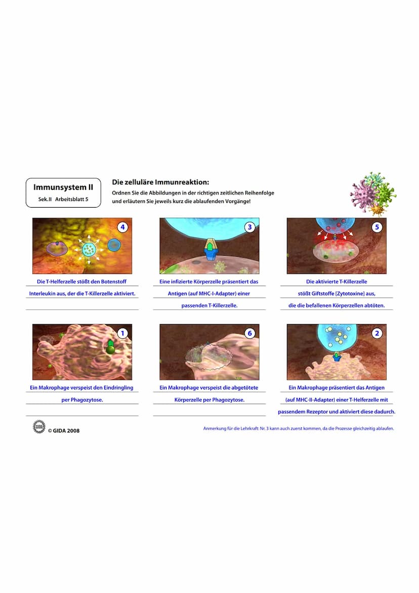 Immunsystem II
Sek.II Arbeitsblatt 1
Zellwand
(Schutz)
EGIDA
Zellmembran
(Ort chemischer
Reaktionen)
Größe
Äußere Hülle
Geißel
Bakterienzell