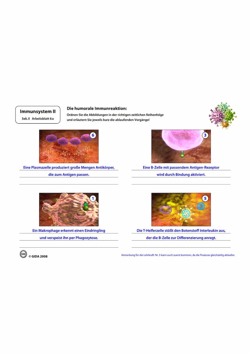 Immunsystem II
Sek.II Arbeitsblatt 1
Zellwand
(Schutz)
EGIDA
Zellmembran
(Ort chemischer
Reaktionen)
Größe
Äußere Hülle
Geißel
Bakterienzell