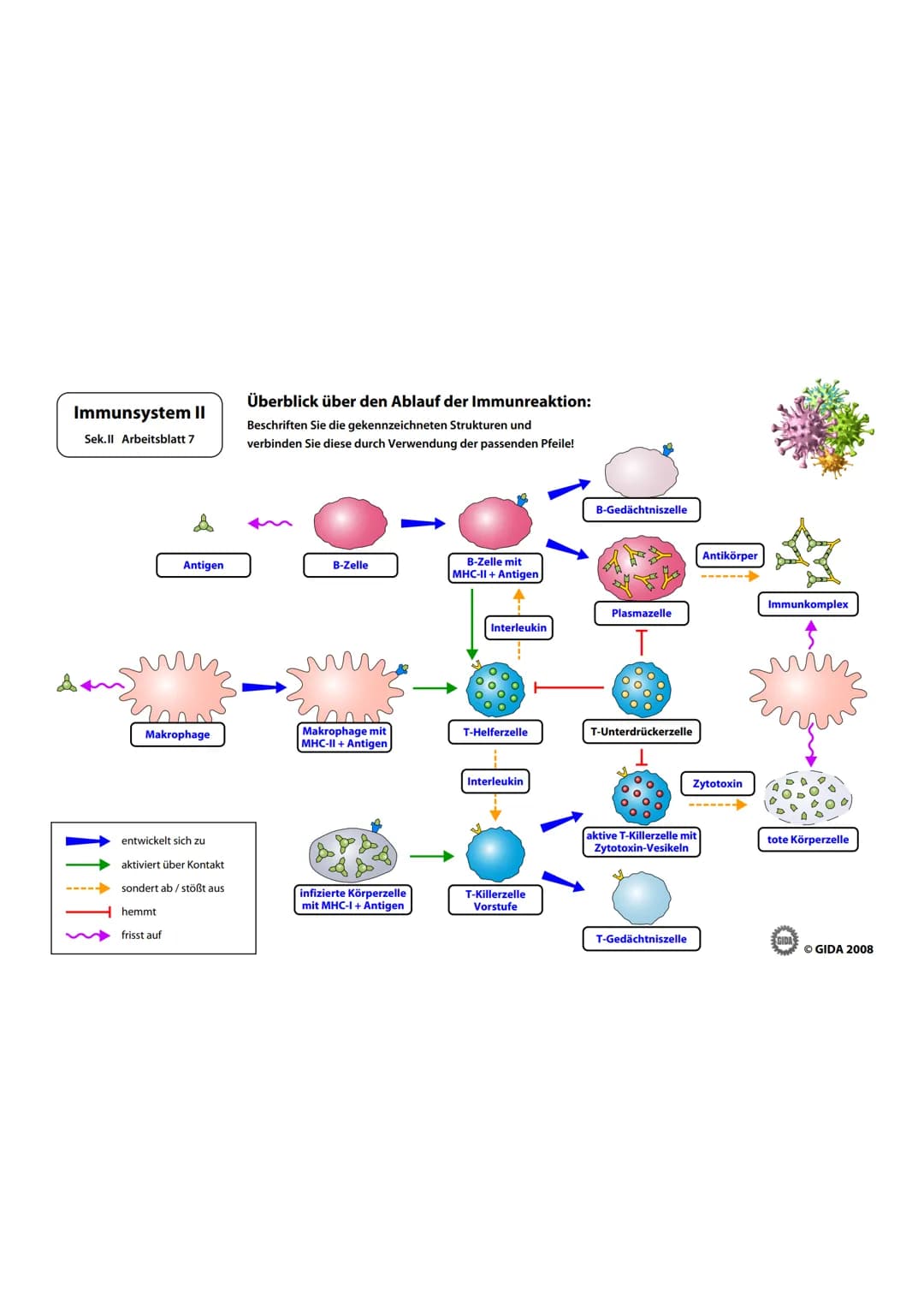 Immunsystem II
Sek.II Arbeitsblatt 1
Zellwand
(Schutz)
EGIDA
Zellmembran
(Ort chemischer
Reaktionen)
Größe
Äußere Hülle
Geißel
Bakterienzell