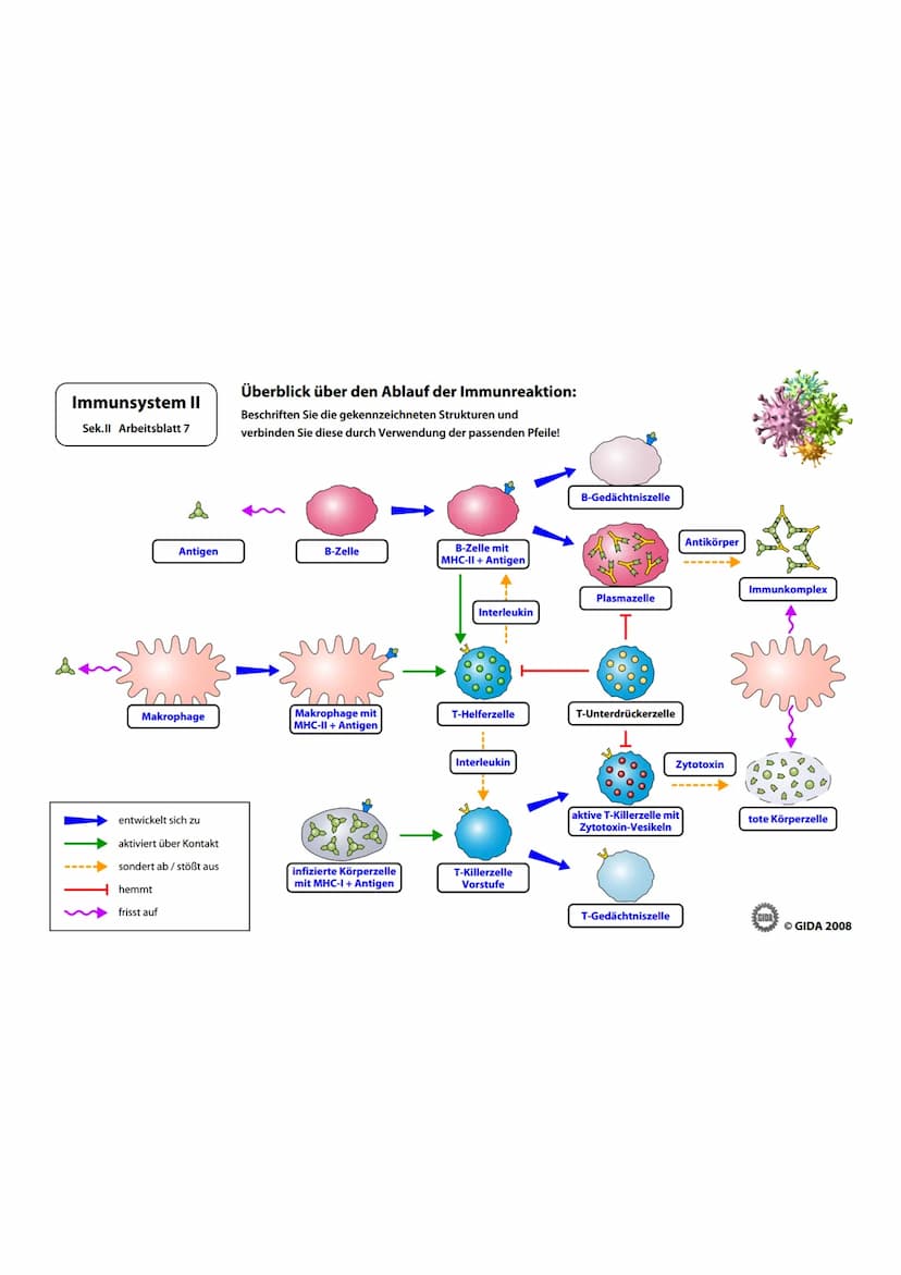Immunsystem II
Sek.II Arbeitsblatt 1
Zellwand
(Schutz)
EGIDA
Zellmembran
(Ort chemischer
Reaktionen)
Größe
Äußere Hülle
Geißel
Bakterienzell