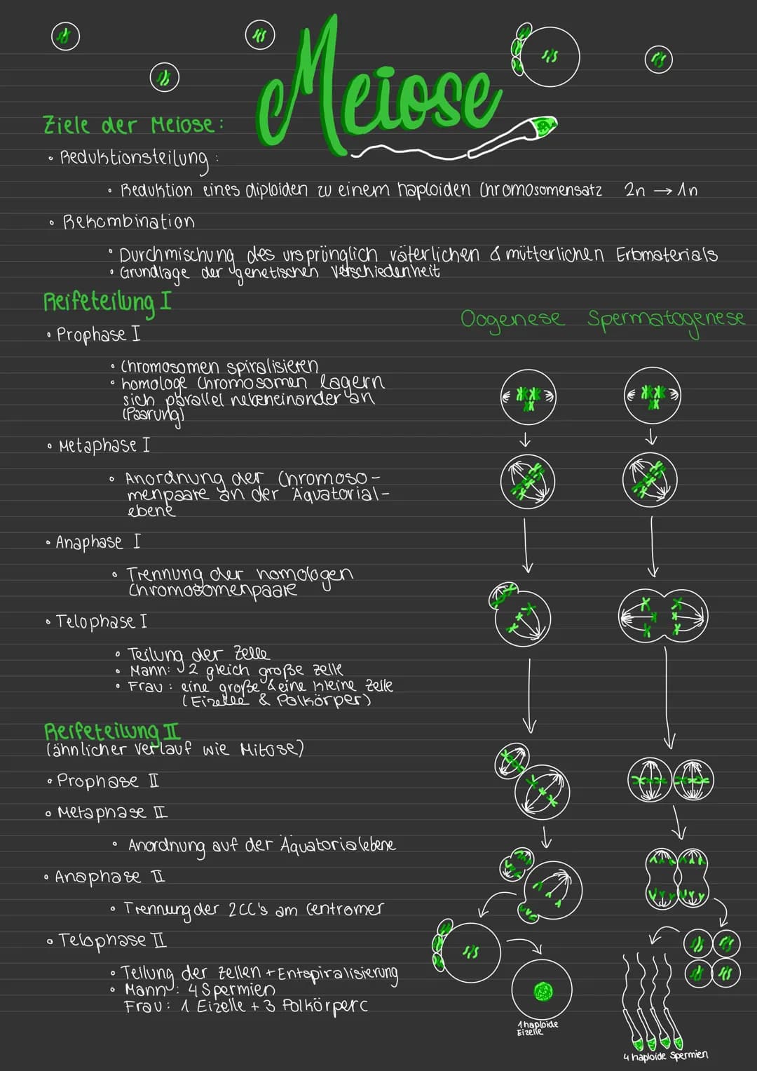 Ziele der Meiose:
- Pedulstionsteilung
O
0
Bekombination
Reifeteilung I
• Prophase I
0
0
Reduktion eines diploiden zu einem haploiden Chromo