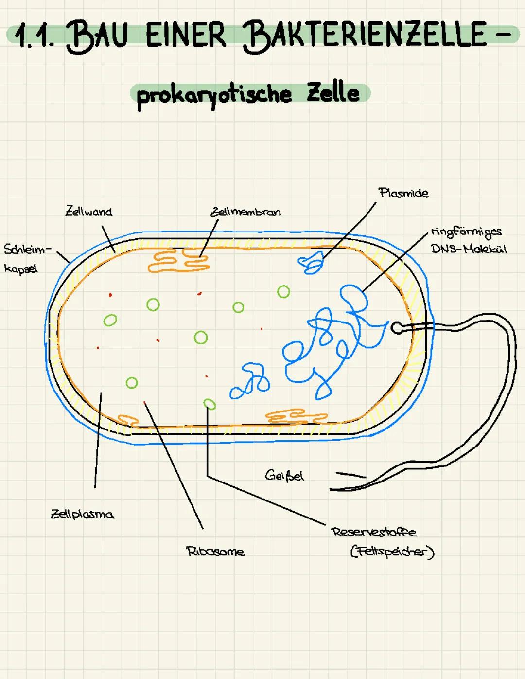 Bakterienzelle, Zellbestandteile 
