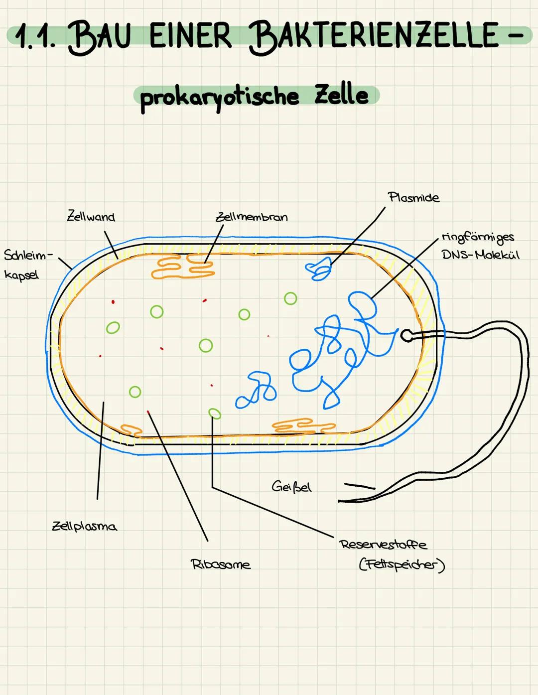 1.1. BAU EINER BAKTERIENZELLE -
prokaryotische Zelle
Schleim-
kapsel
Zellwand
Zellplasma
Zellmembran
до
Ribosome
@²
Geißel
Plasmide
ringförm