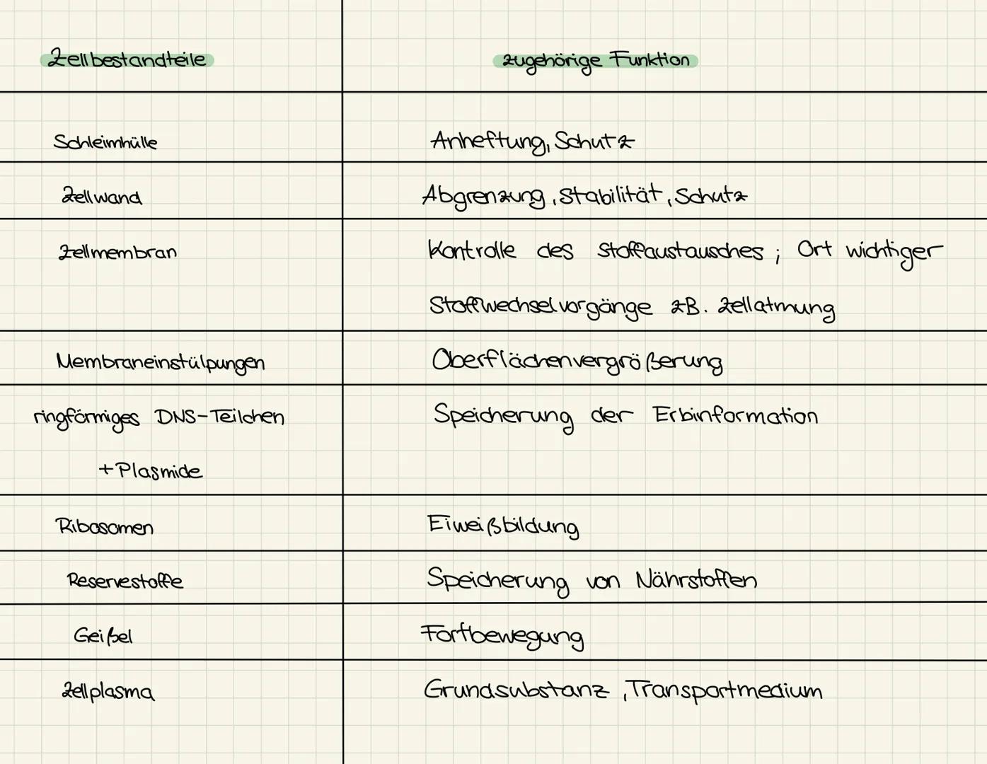 1.1. BAU EINER BAKTERIENZELLE -
prokaryotische Zelle
Schleim-
kapsel
Zellwand
Zellplasma
Zellmembran
до
Ribosome
@²
Geißel
Plasmide
ringförm