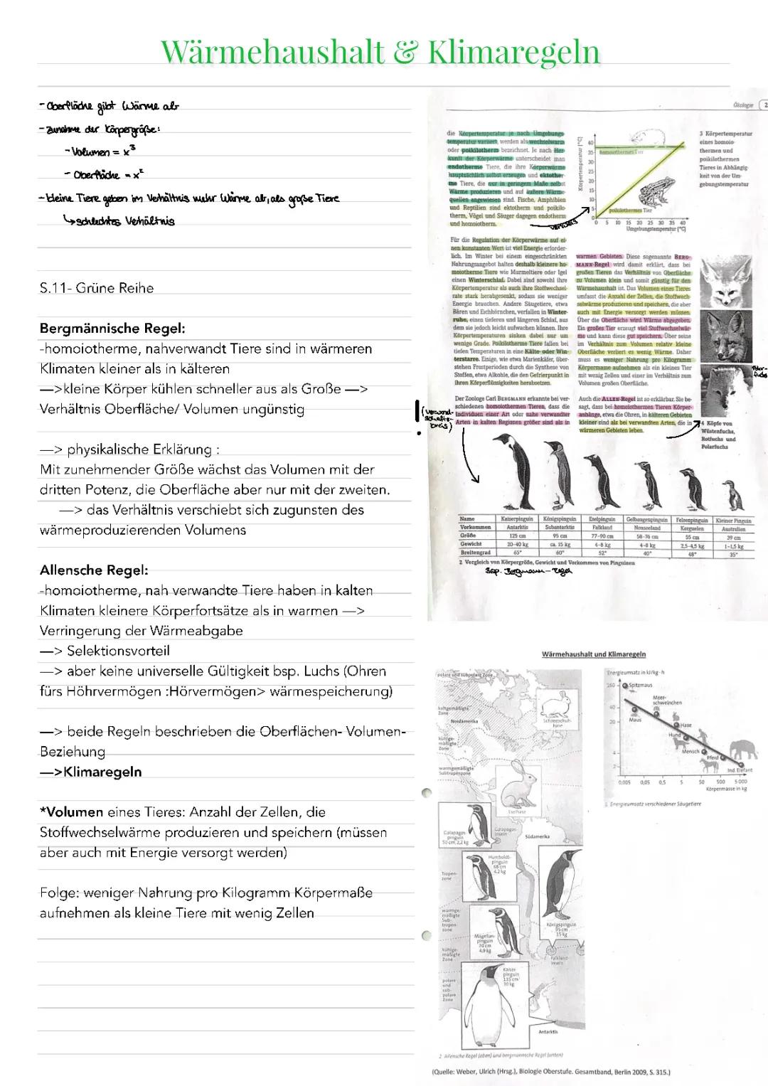 Entdecke die Allensche und Bergmannsche Regel: Klimaregeln einfach erklärt