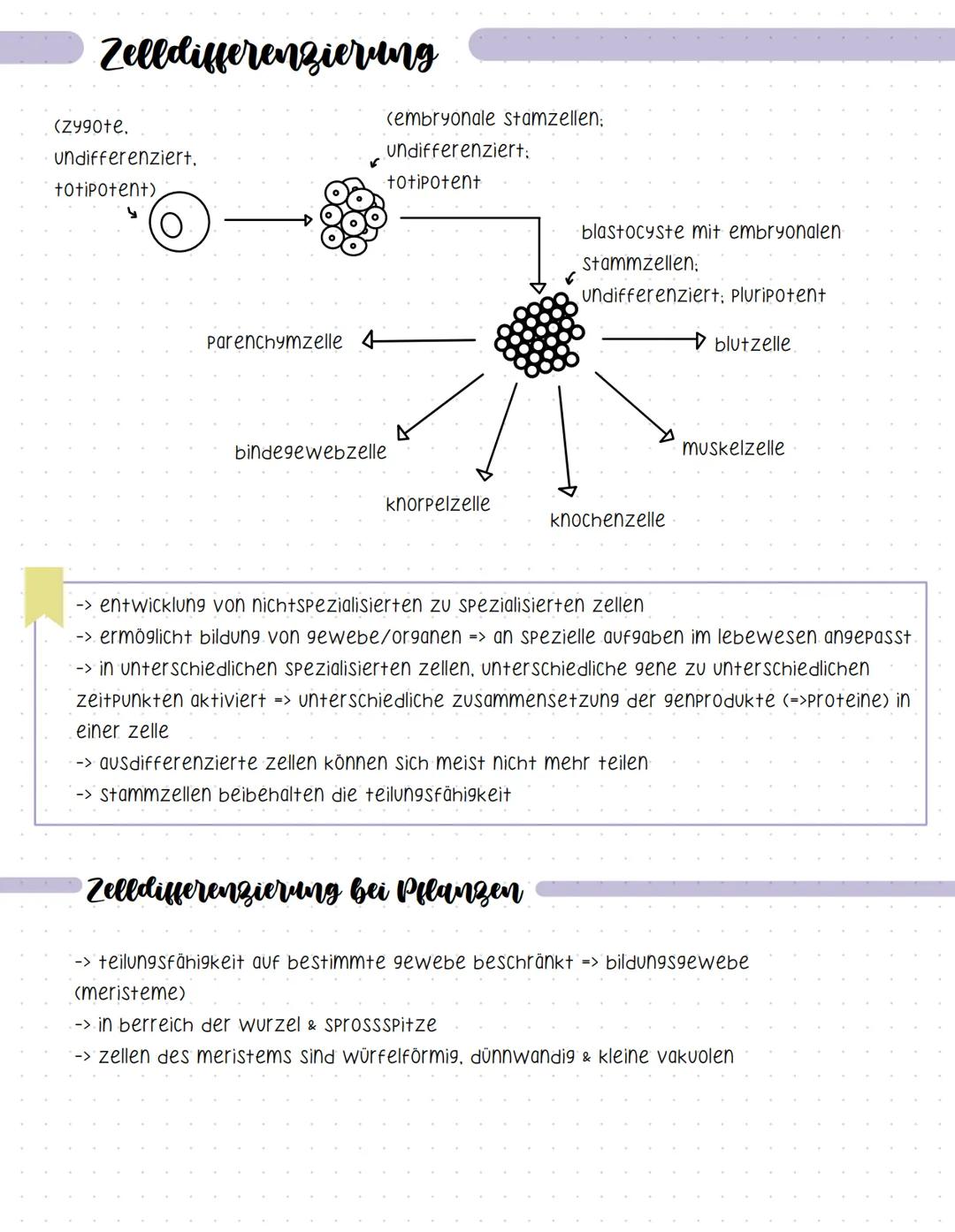 Zelldifferenzierung
(Zygote.
undifferenziert.
totipotent)
Parenchymzelle 4
(embryonale stamzellen;
undifferenziert:
totipotent
bindegewebzel