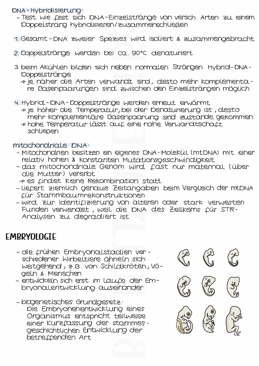 Evolutionsbelege
PALAONTOLOGIE
- durch Fossilien lassen sich verwandtschaftliche Nähen rezenter
& ausgestorbener Spezien bestimmen
- Fossilf