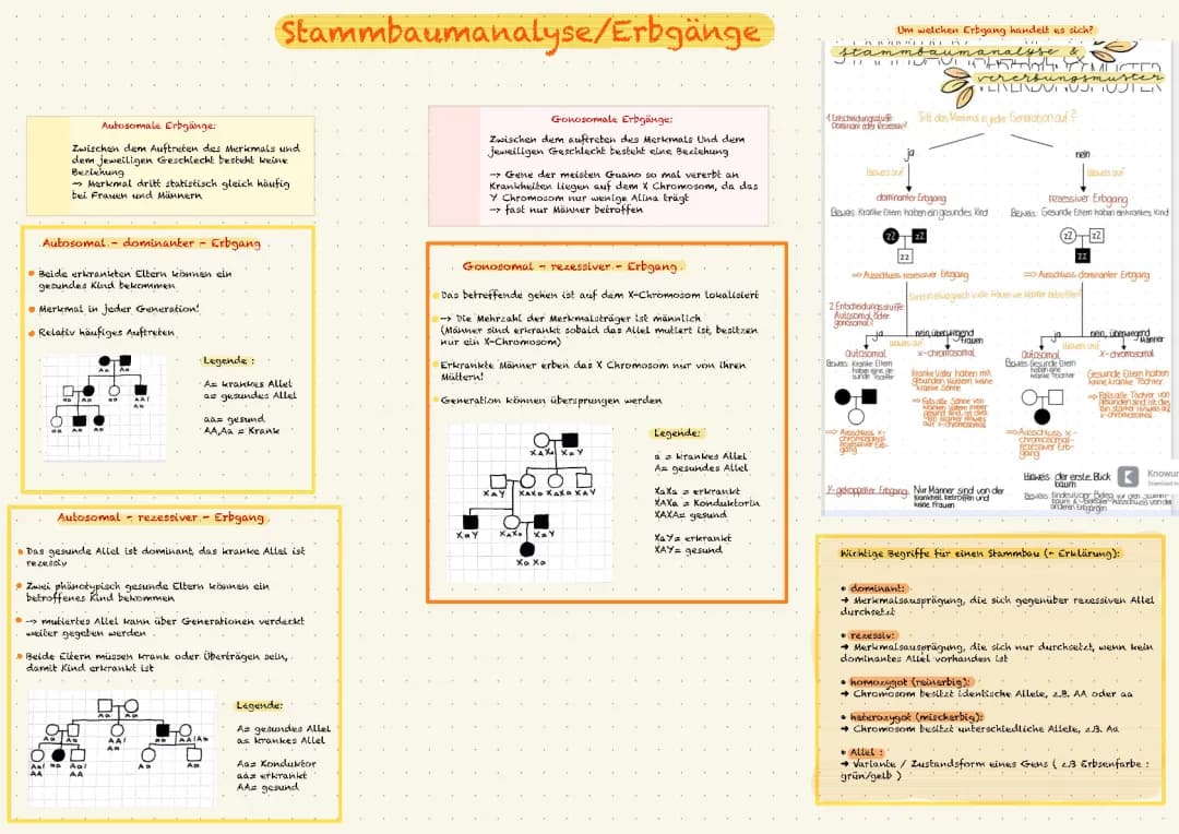 Stammbaumanalyse/Erbgänge 