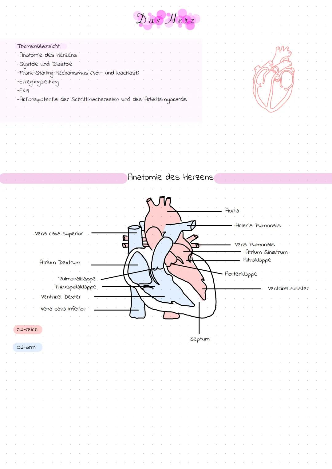 Das Herz

Themenübersicht
-Anatomie des Herzens
-Systole und Diastole
-Frank-Starling-Mechanismus (Vor- und Nachlast)
-Erregungsleitung
-EKG
