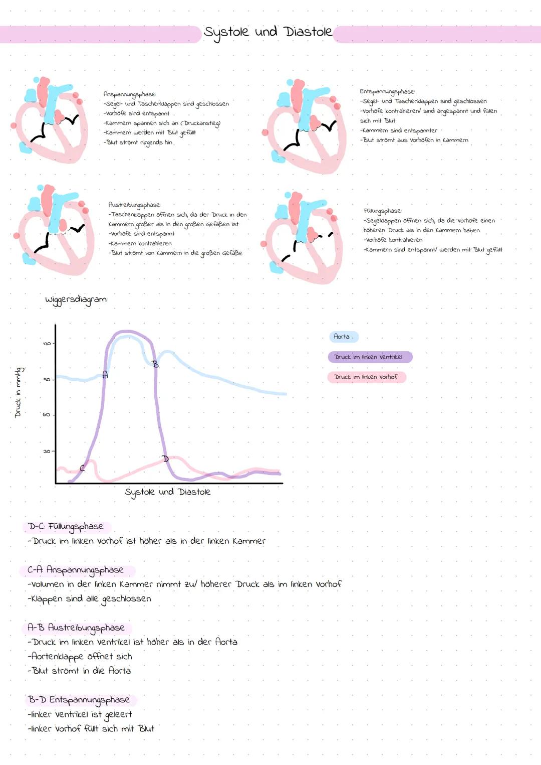 Das Herz

Themenübersicht
-Anatomie des Herzens
-Systole und Diastole
-Frank-Starling-Mechanismus (Vor- und Nachlast)
-Erregungsleitung
-EKG