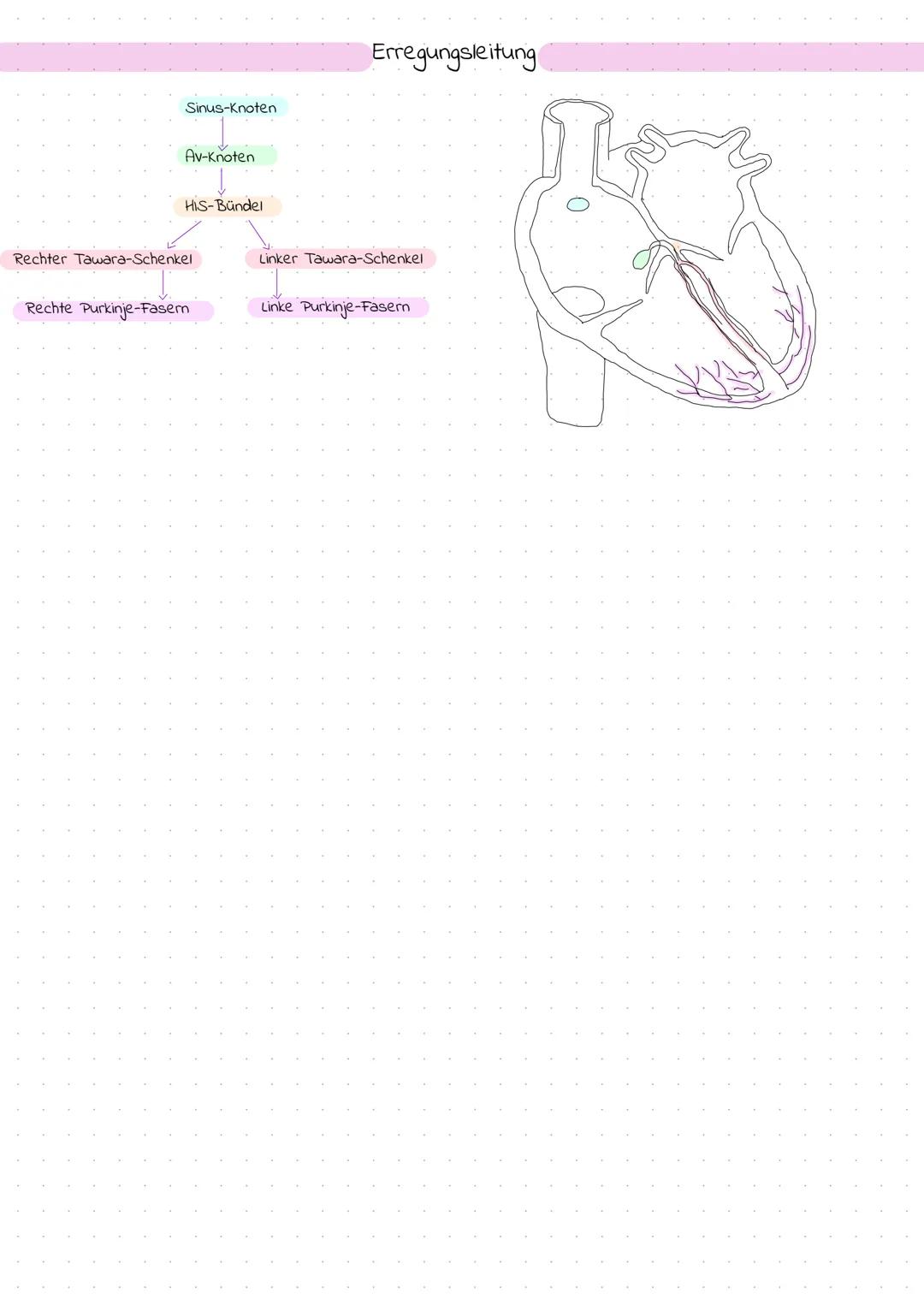Das Herz

Themenübersicht
-Anatomie des Herzens
-Systole und Diastole
-Frank-Starling-Mechanismus (Vor- und Nachlast)
-Erregungsleitung
-EKG