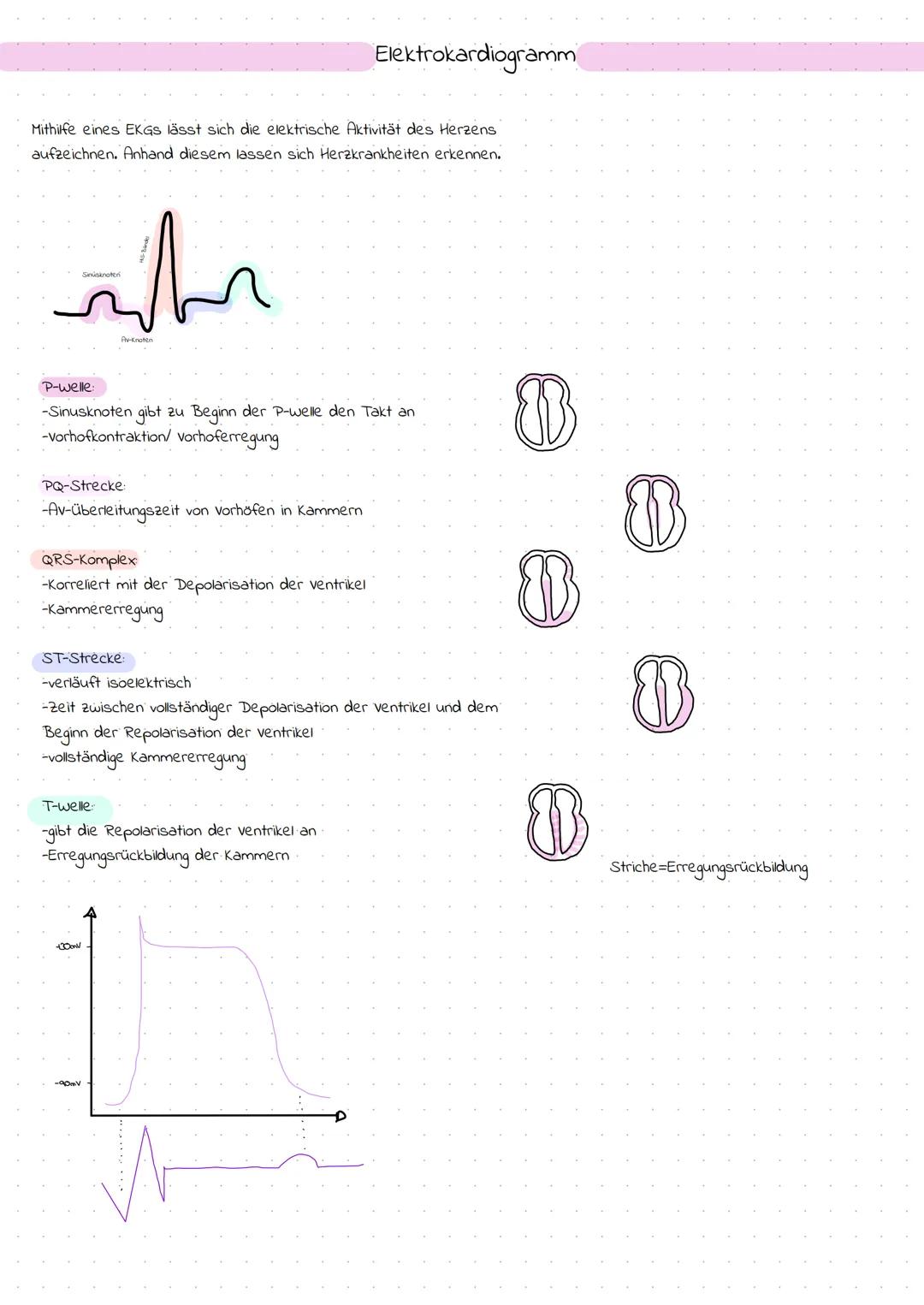 Das Herz

Themenübersicht
-Anatomie des Herzens
-Systole und Diastole
-Frank-Starling-Mechanismus (Vor- und Nachlast)
-Erregungsleitung
-EKG