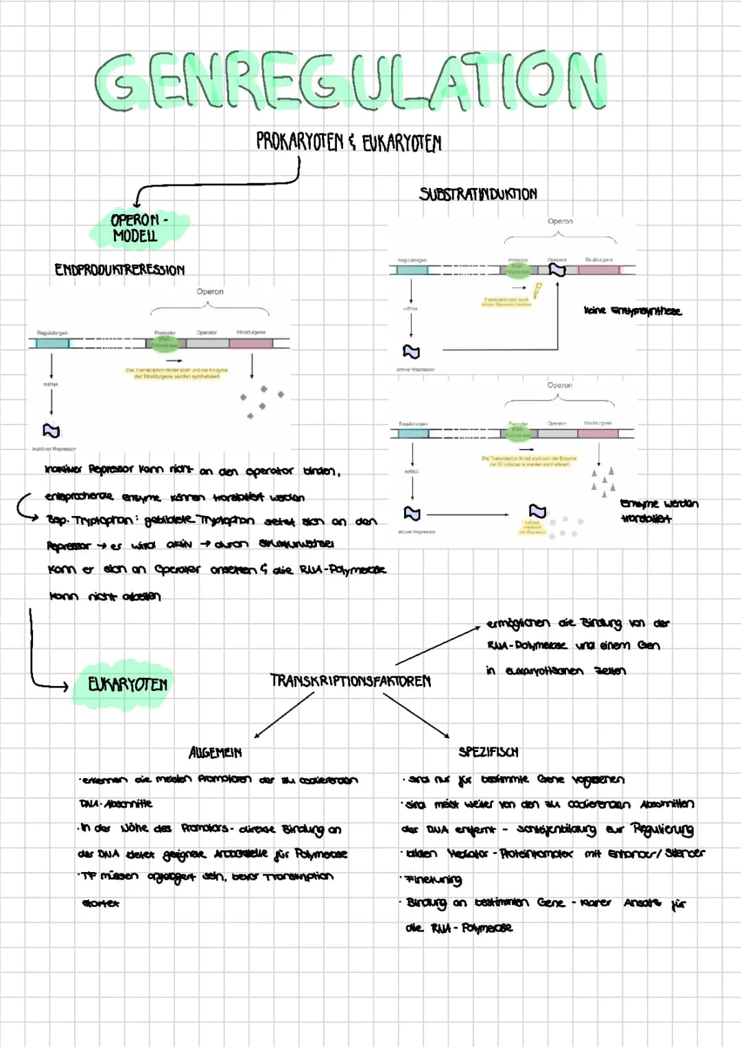 Genetik - Biologie LK