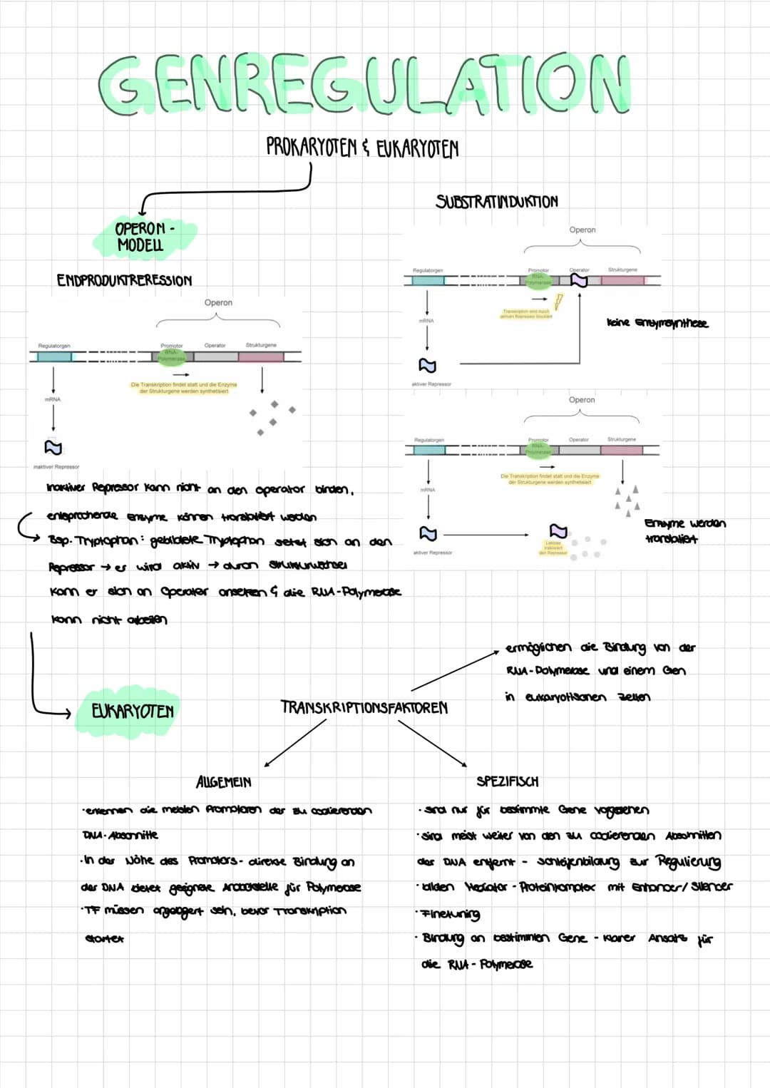 Regulatorgen
ENDPRODUKTRERESSION
mRNA
!
GENREGULATION
PROKARYOTEN&EUKARYOTEN
inaktiver Repressor
OPERON -
MODELL
Promotor
Operon
Operator
Di