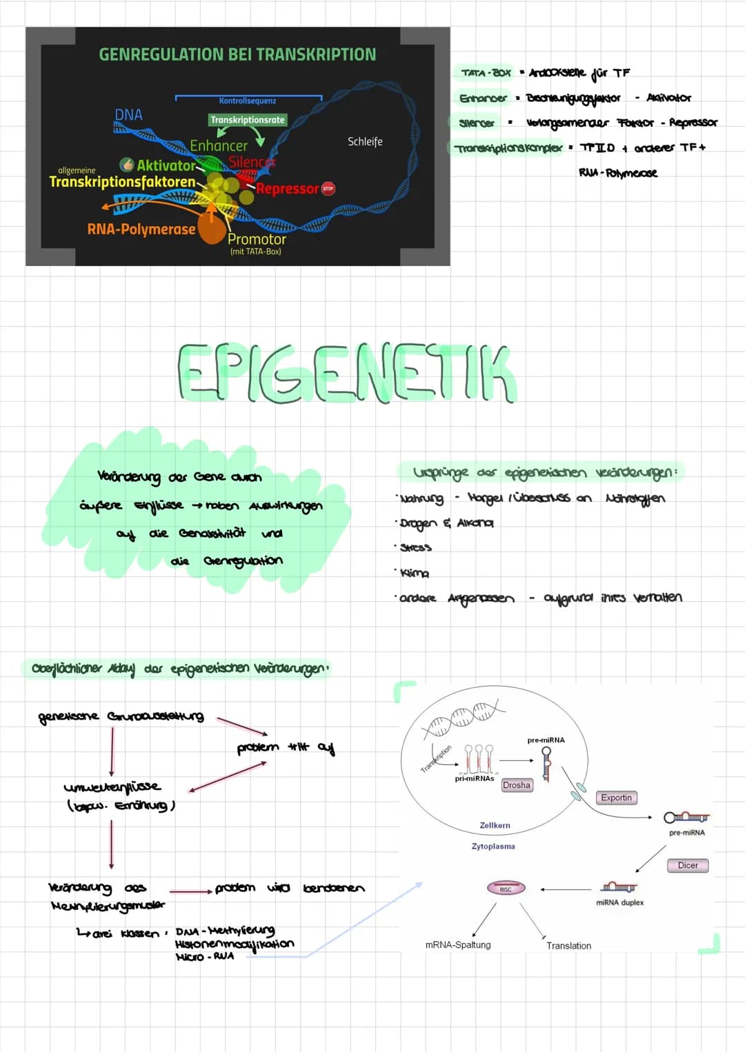 Regulatorgen
ENDPRODUKTRERESSION
mRNA
!
GENREGULATION
PROKARYOTEN&EUKARYOTEN
inaktiver Repressor
OPERON -
MODELL
Promotor
Operon
Operator
Di