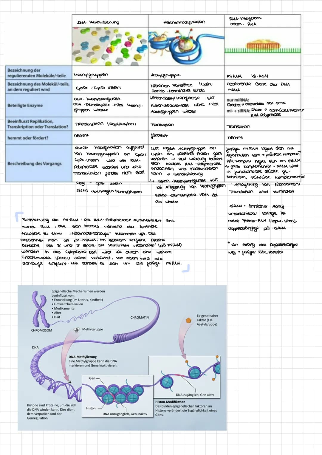 Regulatorgen
ENDPRODUKTRERESSION
mRNA
!
GENREGULATION
PROKARYOTEN&EUKARYOTEN
inaktiver Repressor
OPERON -
MODELL
Promotor
Operon
Operator
Di