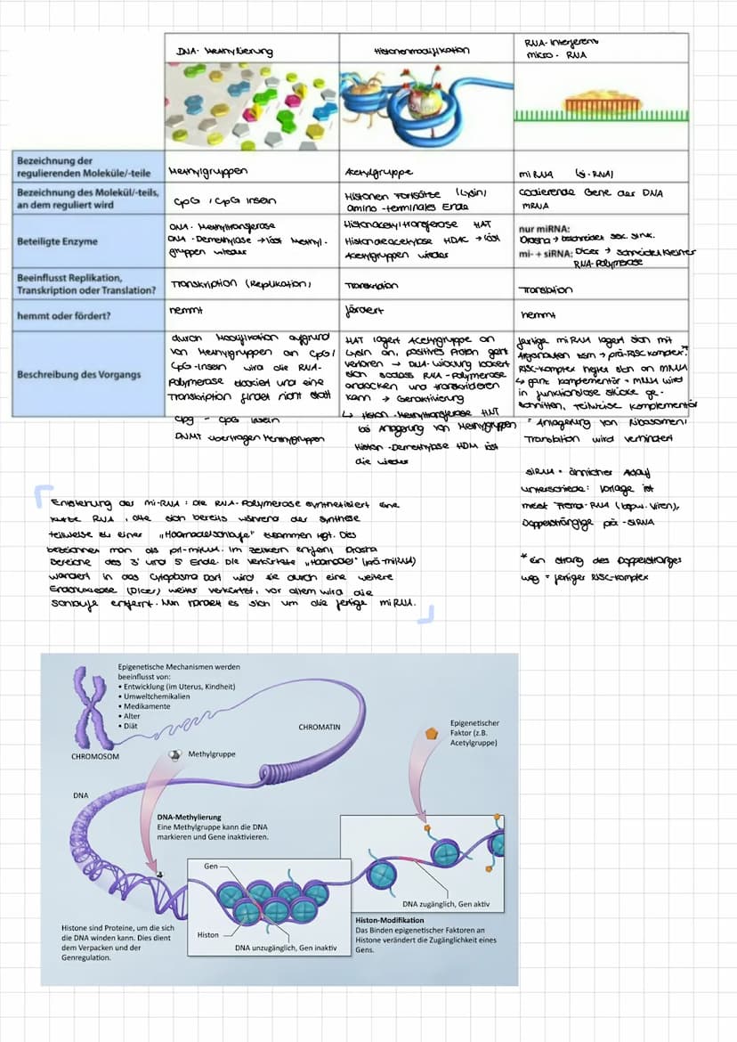 Regulatorgen
ENDPRODUKTRERESSION
mRNA
!
GENREGULATION
PROKARYOTEN&EUKARYOTEN
inaktiver Repressor
OPERON -
MODELL
Promotor
Operon
Operator
Di
