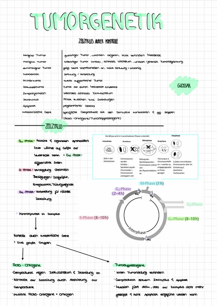 Regulatorgen
ENDPRODUKTRERESSION
mRNA
!
GENREGULATION
PROKARYOTEN&EUKARYOTEN
inaktiver Repressor
OPERON -
MODELL
Promotor
Operon
Operator
Di