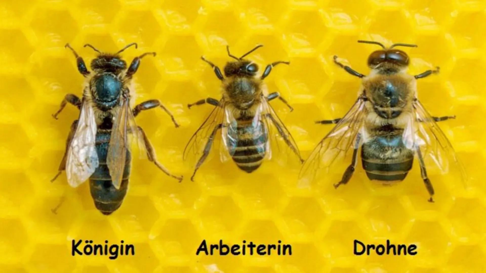 DIE BIENEN DIE VERSCHIEDENEN ARTEN VON BIENEN
1. Die
Bienenkönigin
2. Die Arbeits
Bienen
3. Die Drohnen
Sie alle haben
Aufgaben im
Bienensto