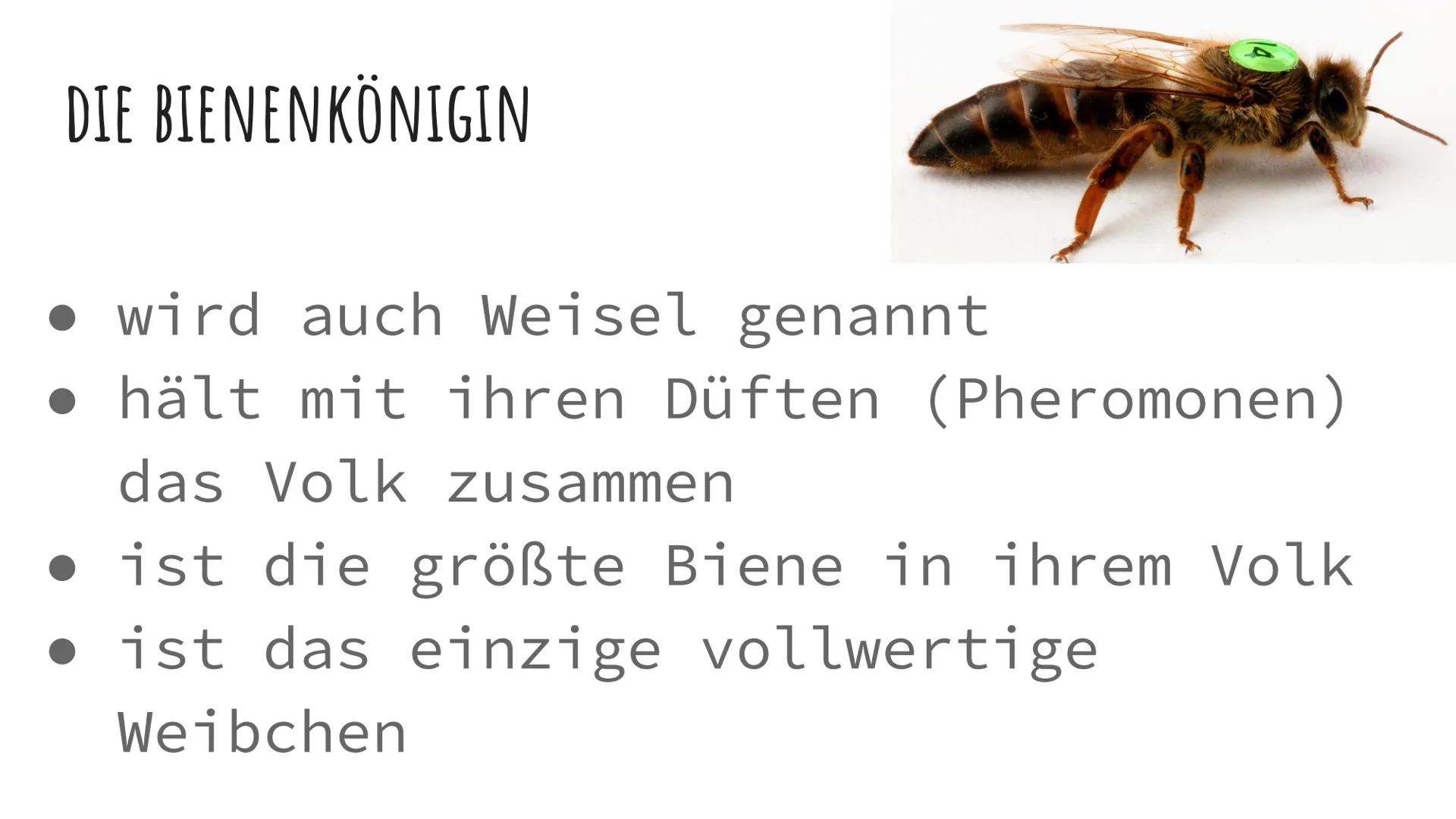 DIE BIENEN DIE VERSCHIEDENEN ARTEN VON BIENEN
1. Die
Bienenkönigin
2. Die Arbeits
Bienen
3. Die Drohnen
Sie alle haben
Aufgaben im
Bienensto