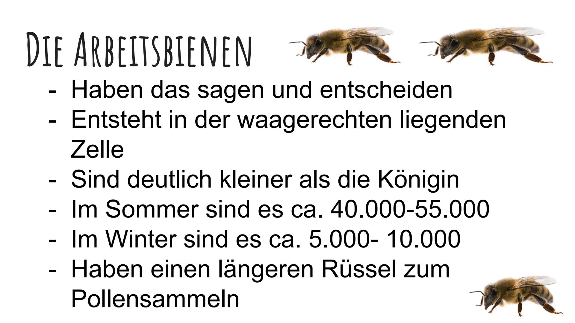 DIE BIENEN DIE VERSCHIEDENEN ARTEN VON BIENEN
1. Die
Bienenkönigin
2. Die Arbeits
Bienen
3. Die Drohnen
Sie alle haben
Aufgaben im
Bienensto